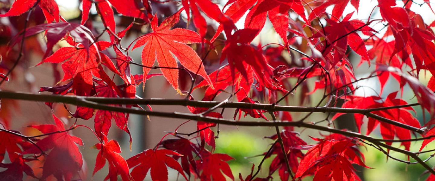 red maple leaves on a tree