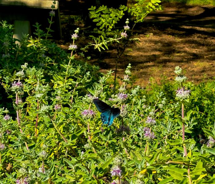 Photo of Butterfly Garden