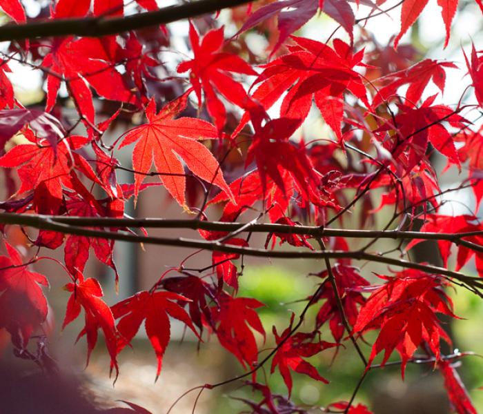 red maple leaves on a tree