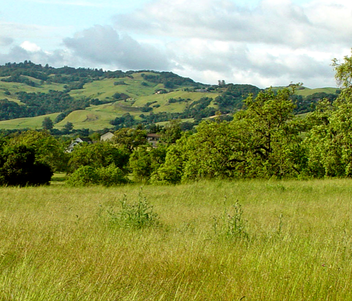 View of hill and trees