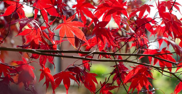 red maple leaves on a tree